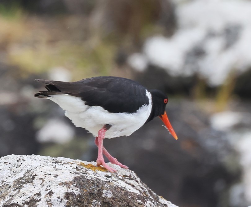 Chatham Islands Oystercatcher - ML629732721