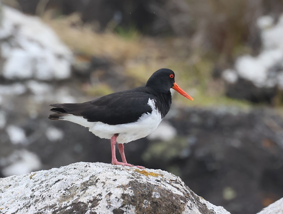 Chatham Islands Oystercatcher - ML629732723