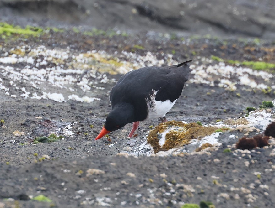 Chatham Islands Oystercatcher - ML629732724
