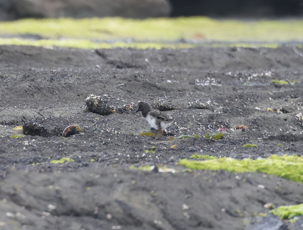 Chatham Islands Oystercatcher - ML629732725