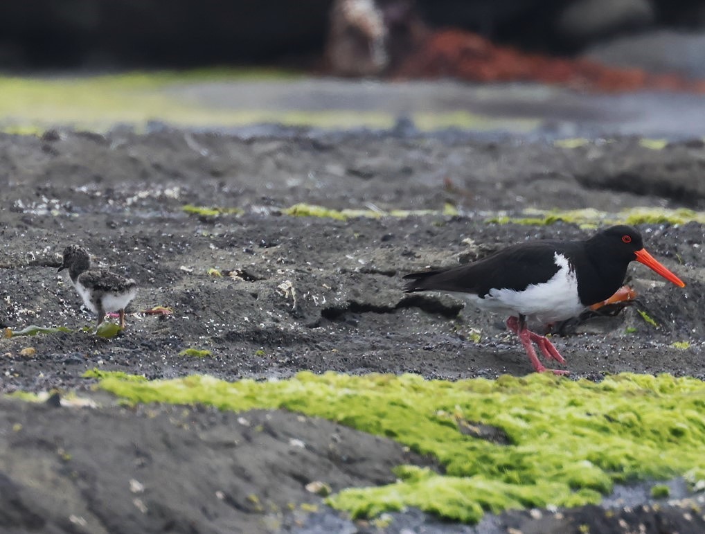 Chatham Islands Oystercatcher - ML629732726