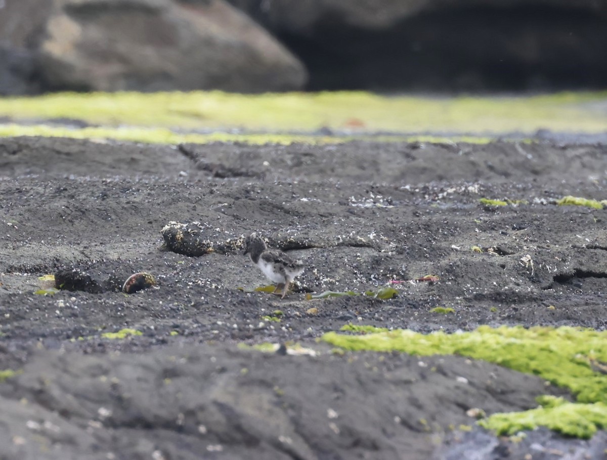 Chatham Islands Oystercatcher - ML629732727