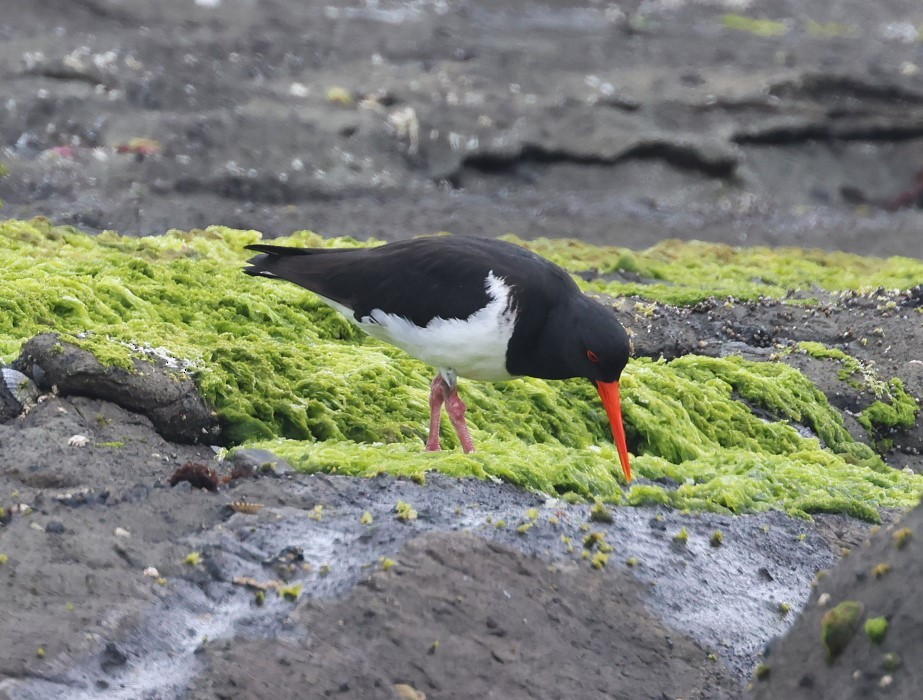 Chatham Islands Oystercatcher - ML629732728
