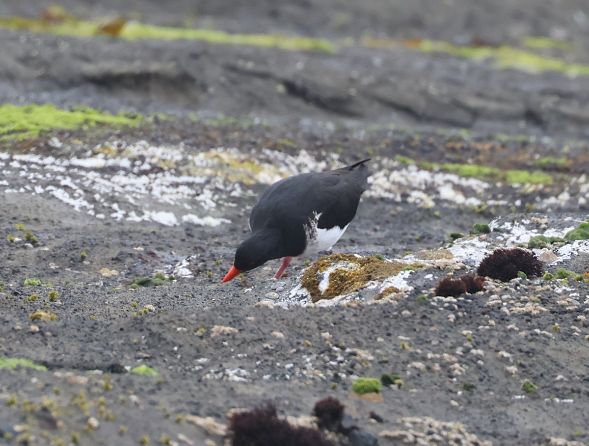 Chatham Islands Oystercatcher - ML629732729