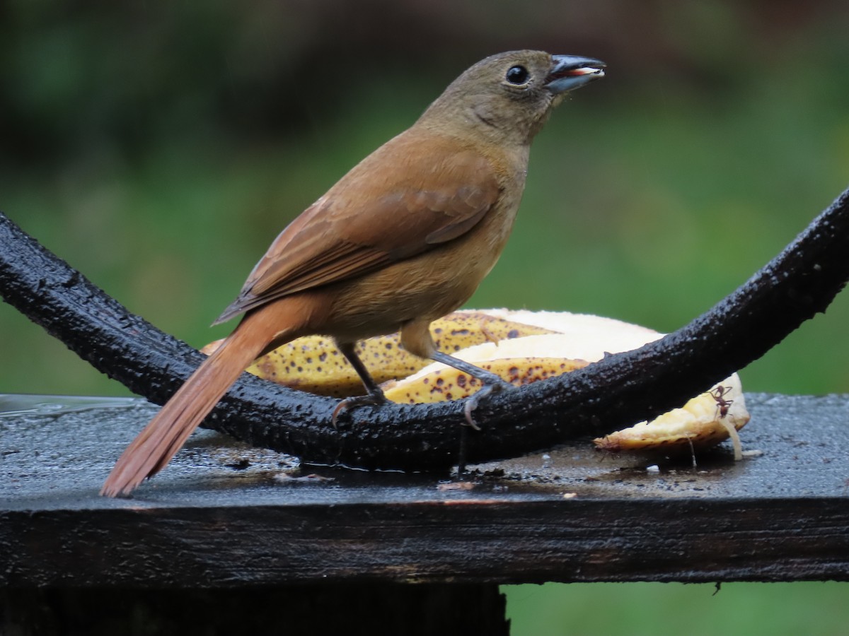 Ruby-crowned Tanager - ML629732800