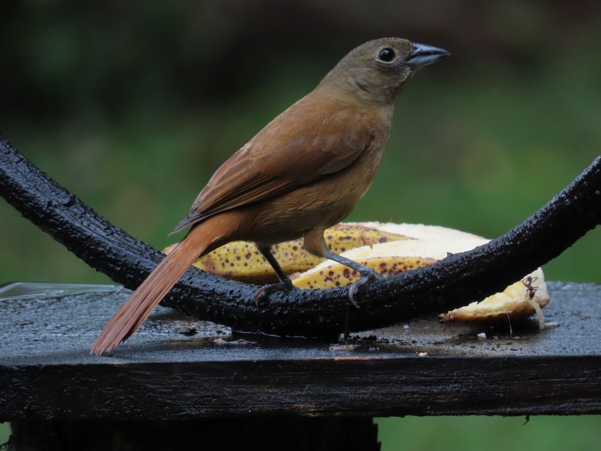 Ruby-crowned Tanager - ML629732801