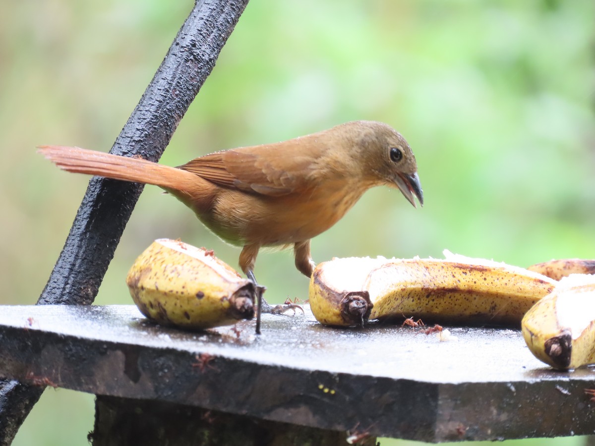 Ruby-crowned Tanager - ML629732802