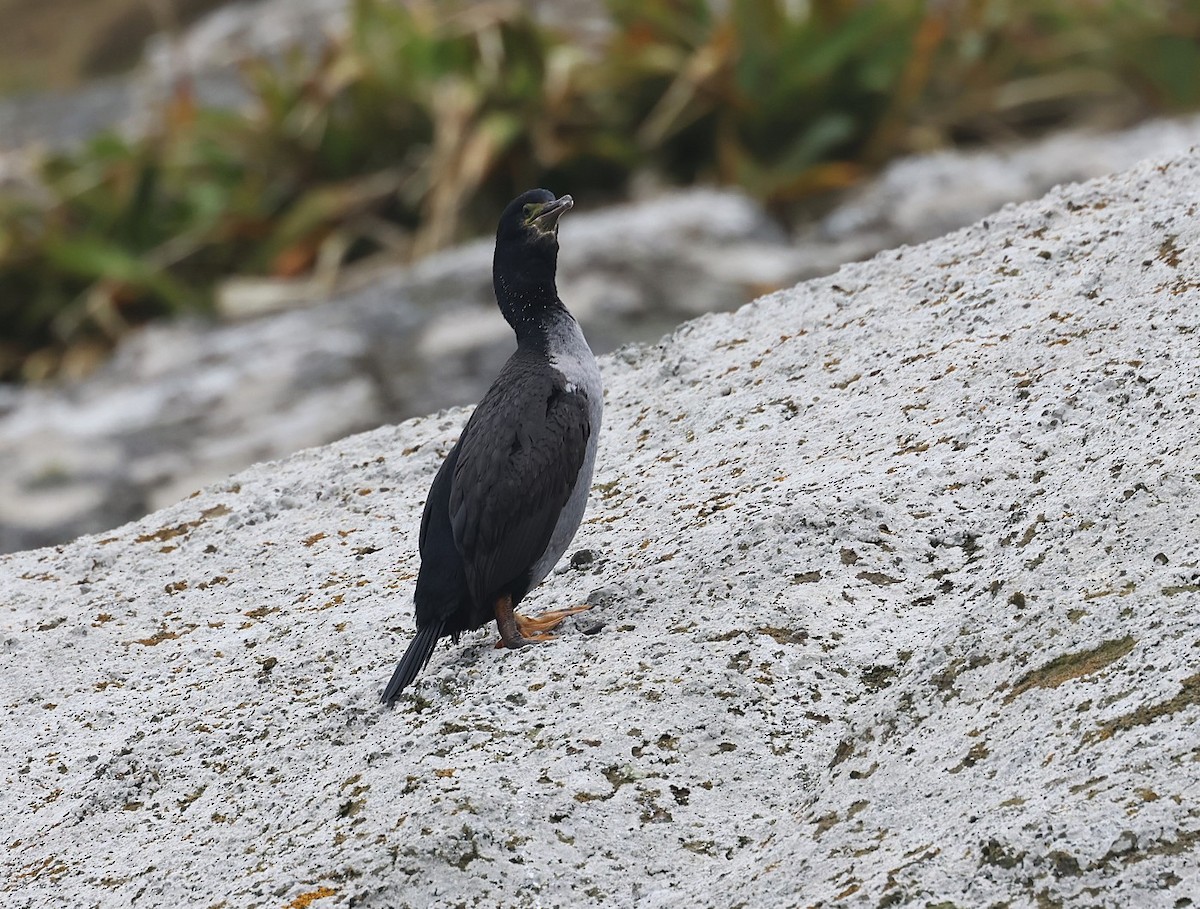Pitt Island Shag - ML629732860