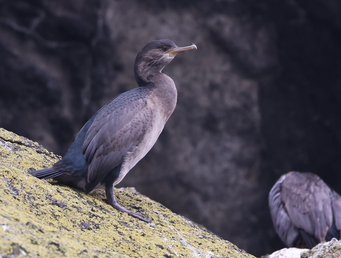 Pitt Island Shag - ML629732861