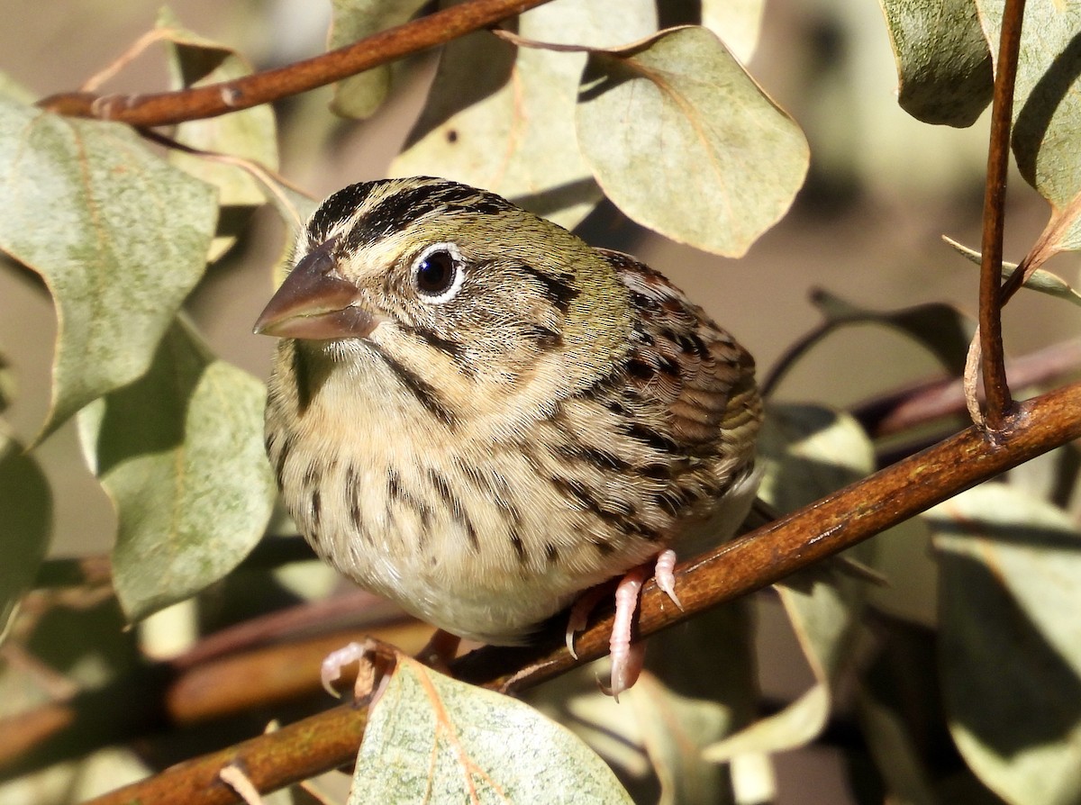 Henslow's Sparrow - ML629732958
