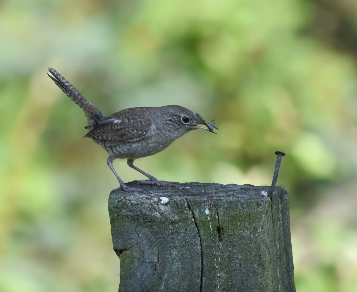 Northern House Wren - ML629733207