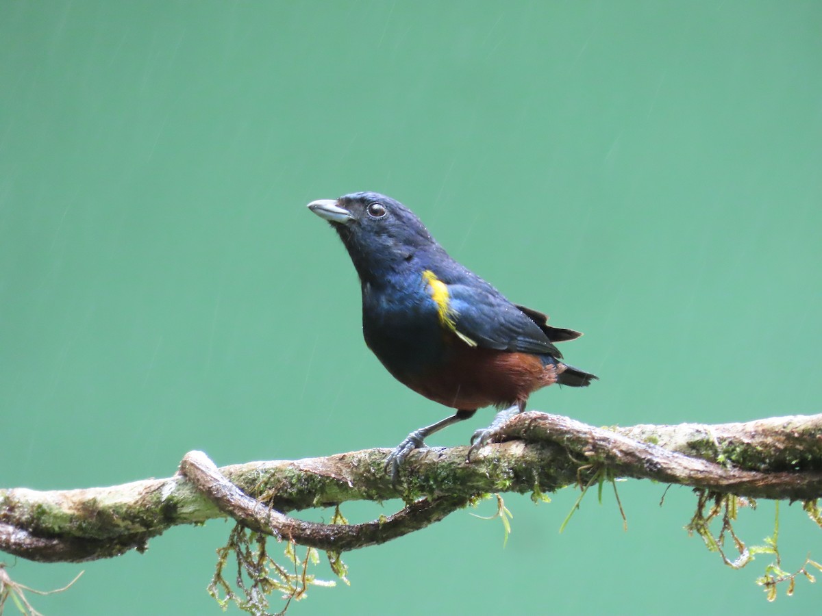 Chestnut-bellied Euphonia - ML629733265