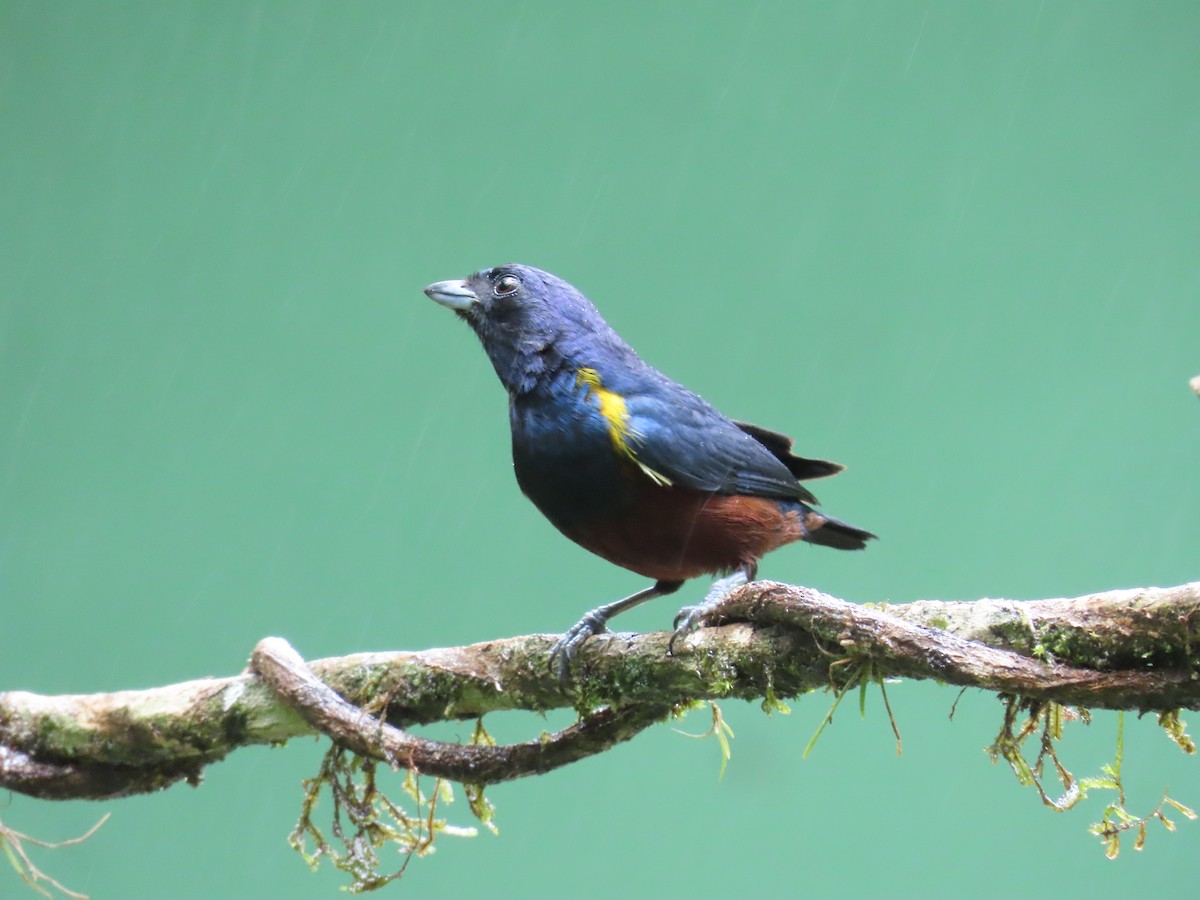 Chestnut-bellied Euphonia - ML629733266