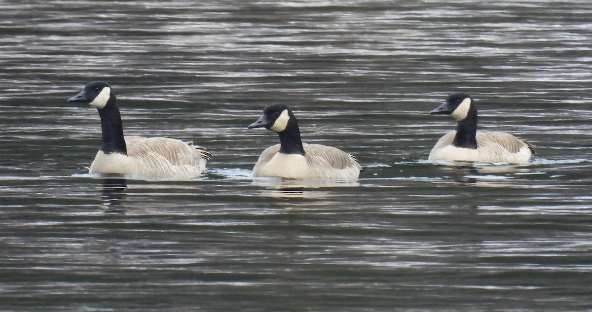 Canada Goose - ML629733274