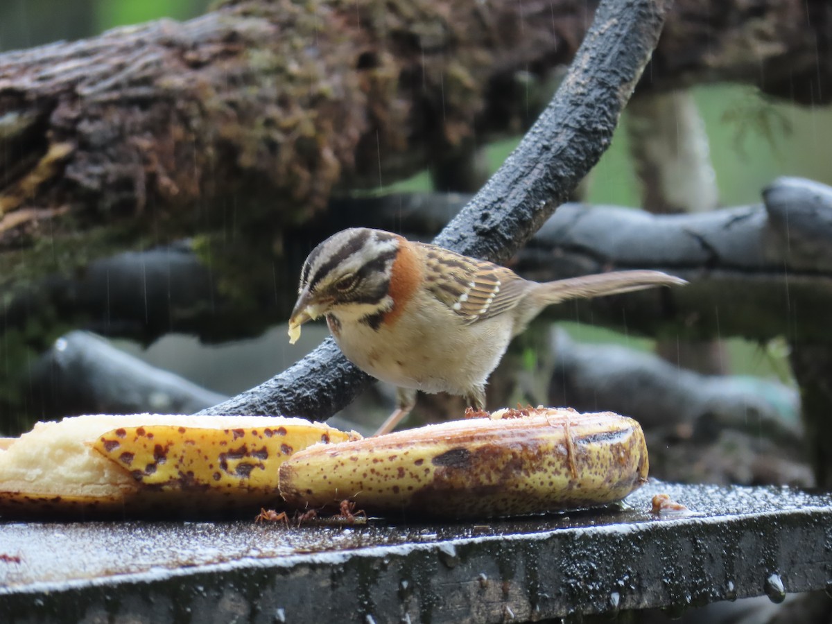 Rufous-collared Sparrow - ML629733378