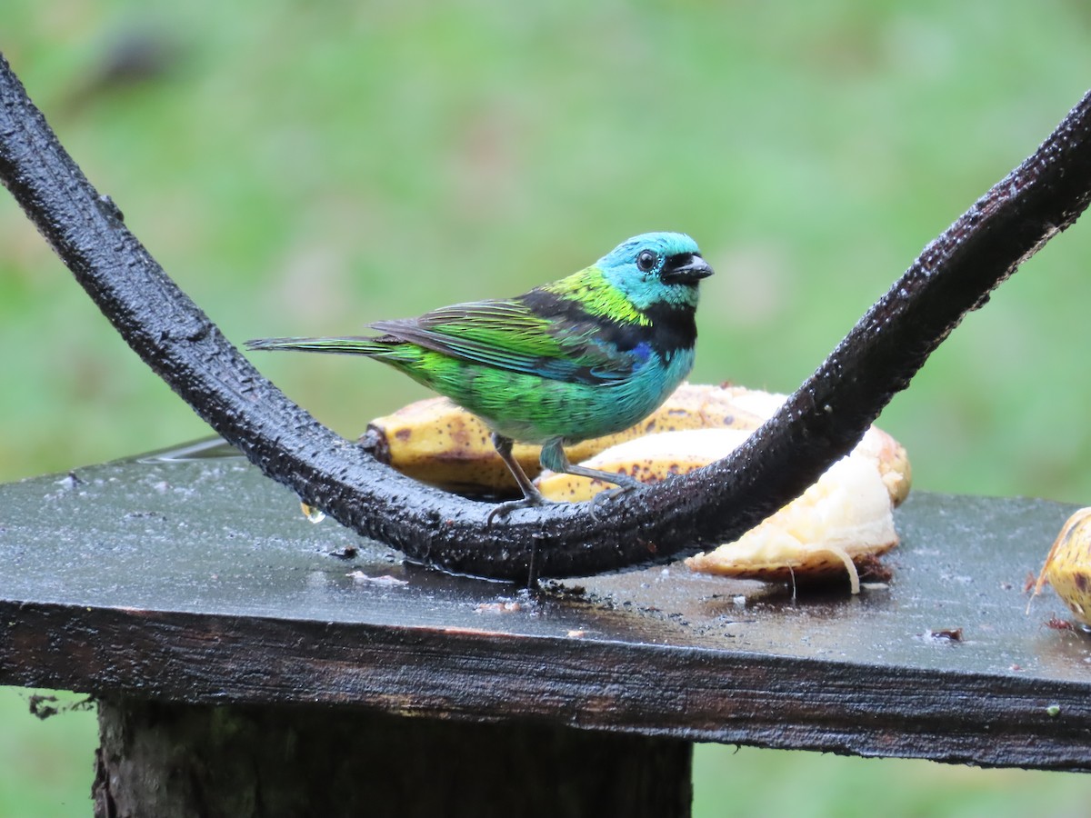 Green-headed Tanager - ML629733413