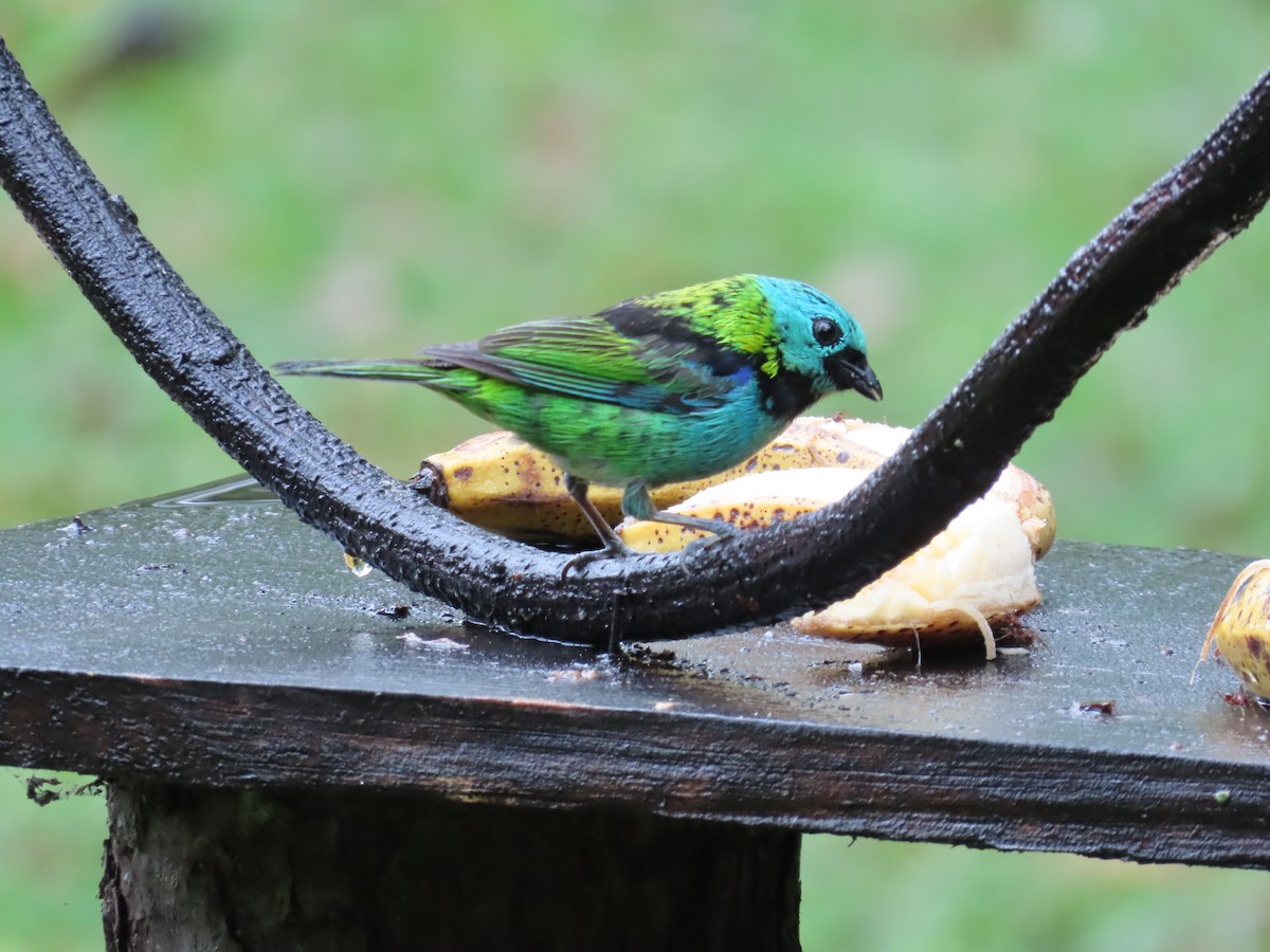 Green-headed Tanager - ML629733415