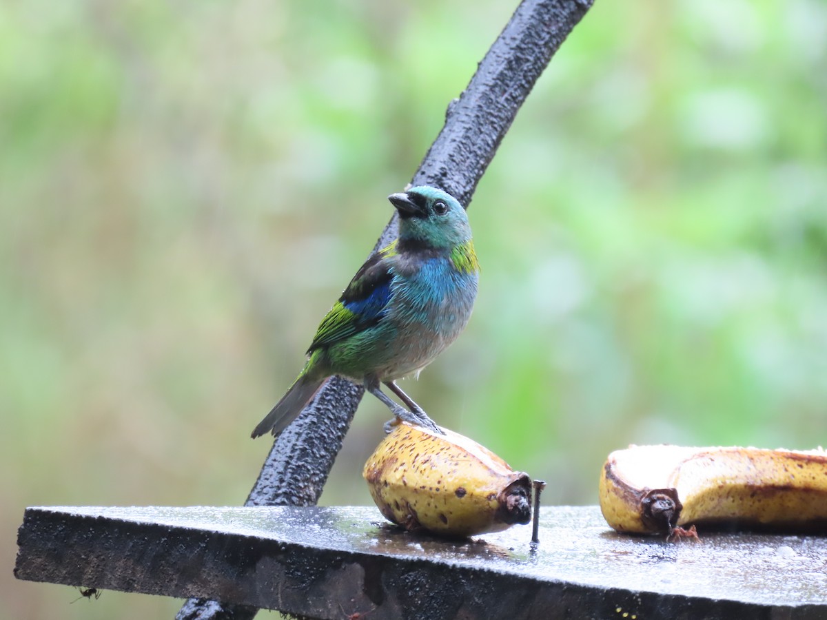 Green-headed Tanager - ML629733435