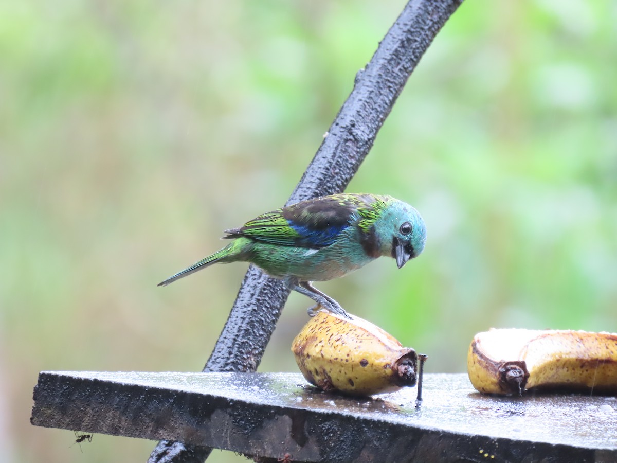 Green-headed Tanager - ML629733436