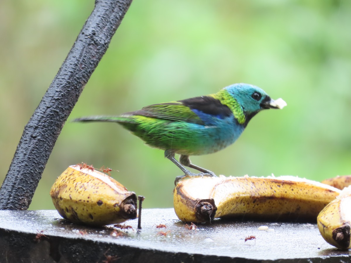 Green-headed Tanager - ML629733437