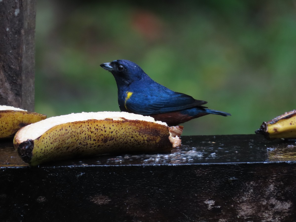 Chestnut-bellied Euphonia - ML629733461