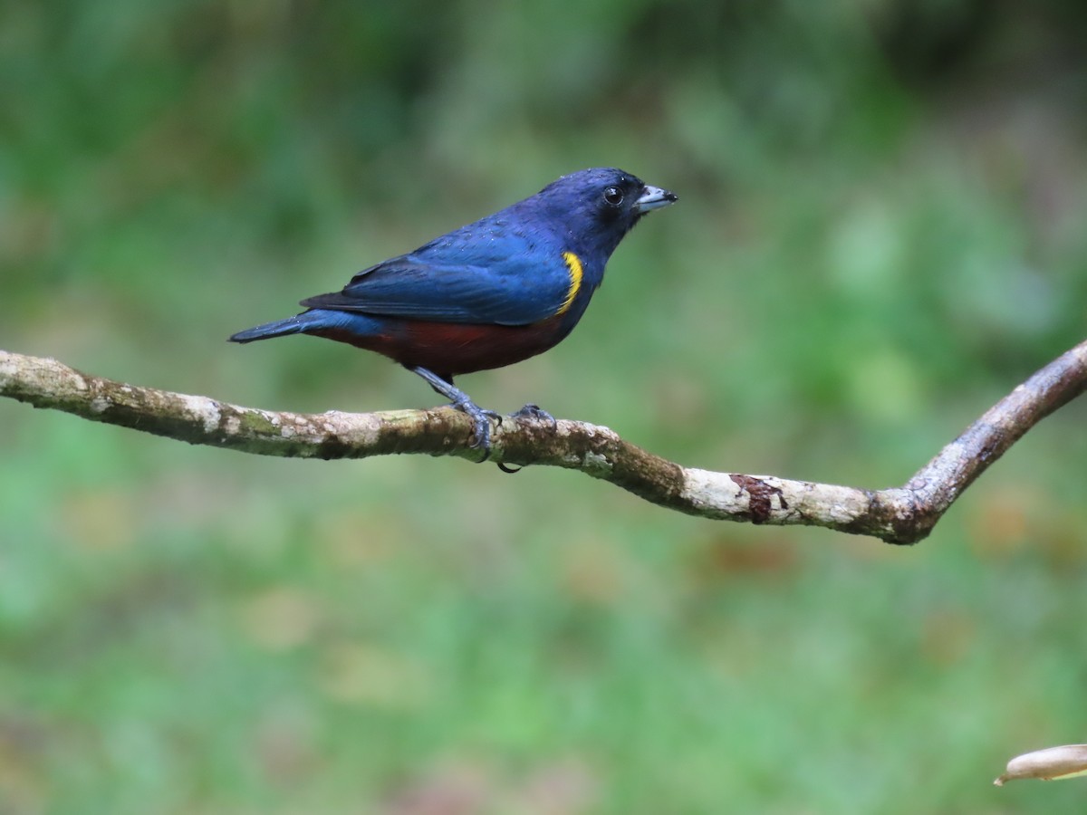 Chestnut-bellied Euphonia - ML629733462