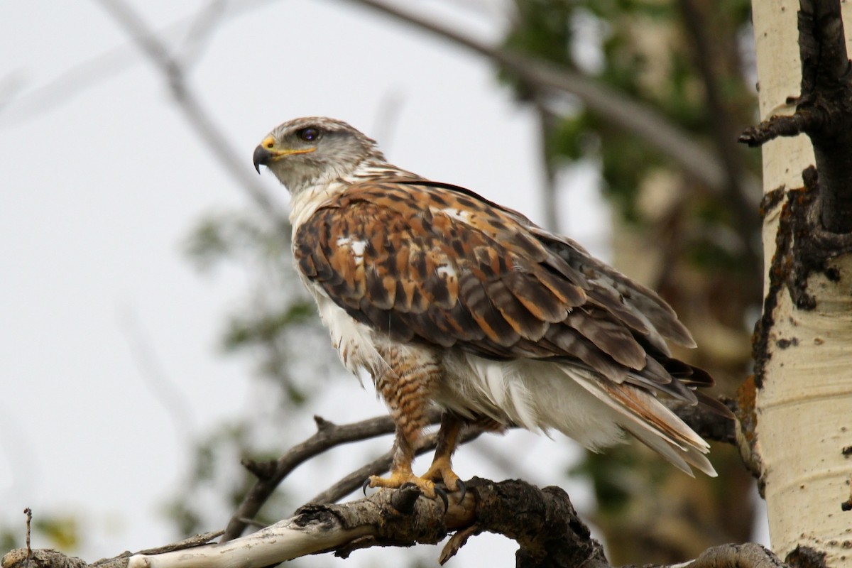 Ferruginous Hawk - ML629733616