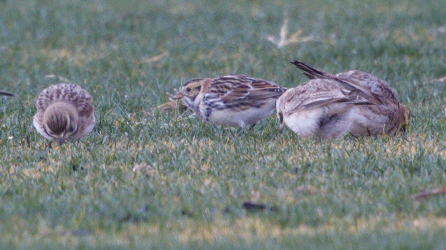 Lapland Longspur - ML629733658