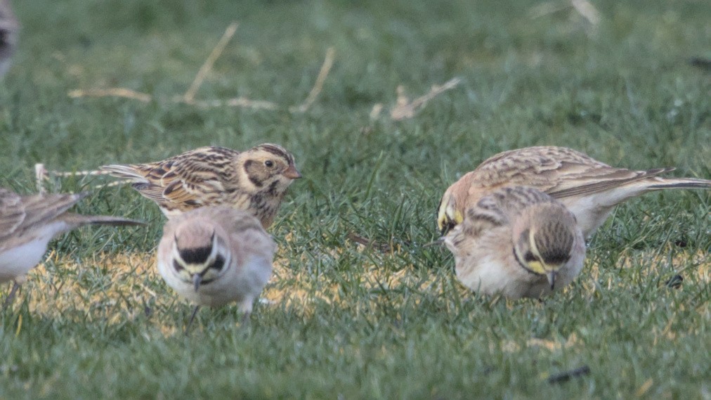 Lapland Longspur - ML629733660