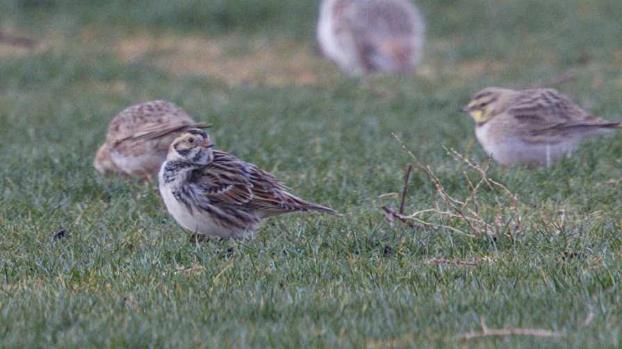 Lapland Longspur - ML629733661