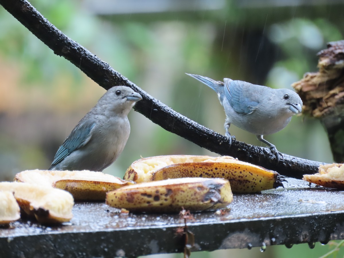 Sayaca Tanager - ML629733679