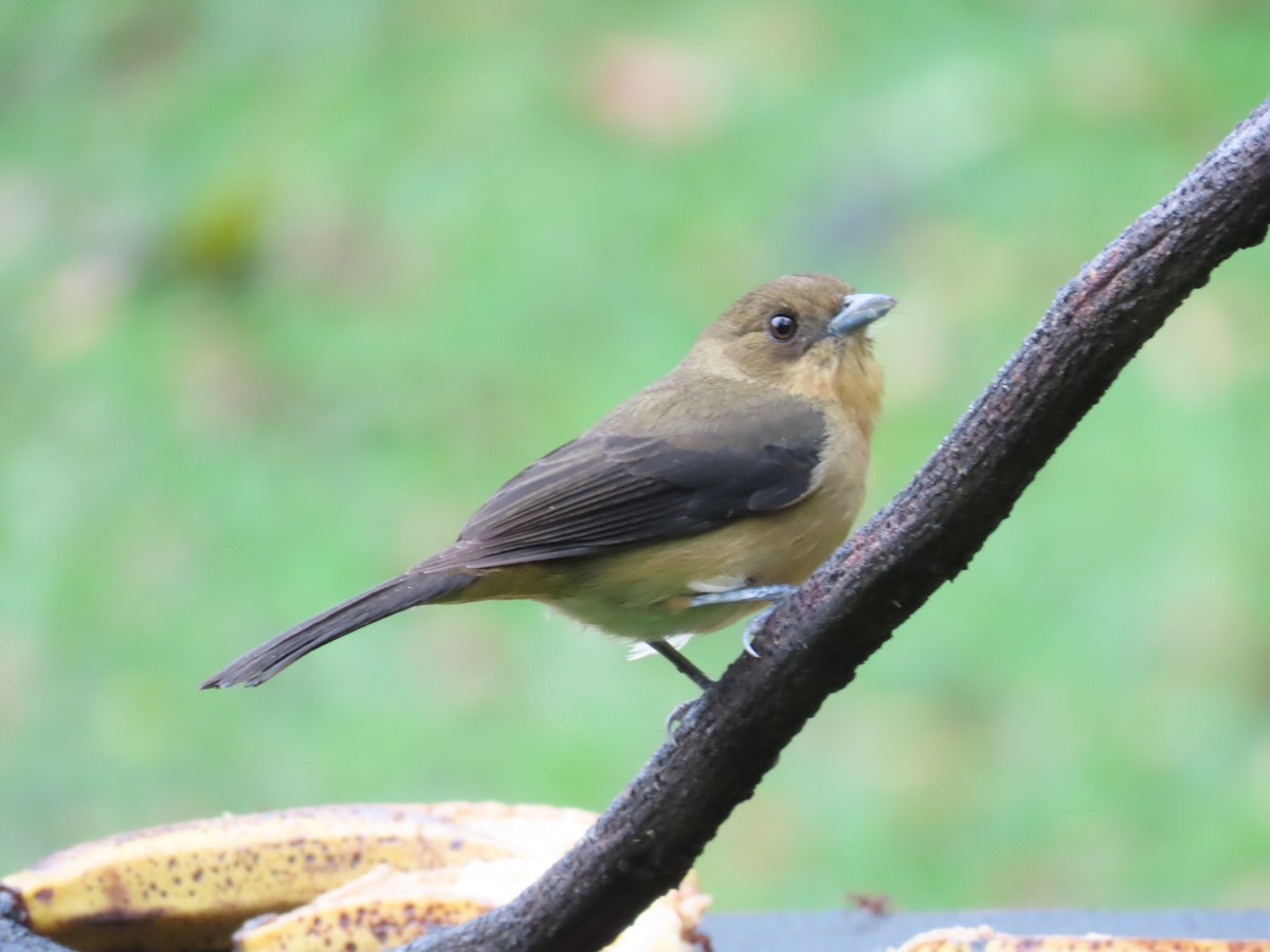 Black-goggled Tanager - ML629733739