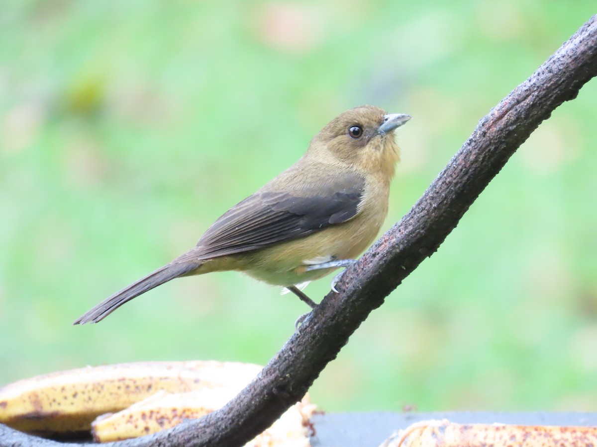 Black-goggled Tanager - ML629733740