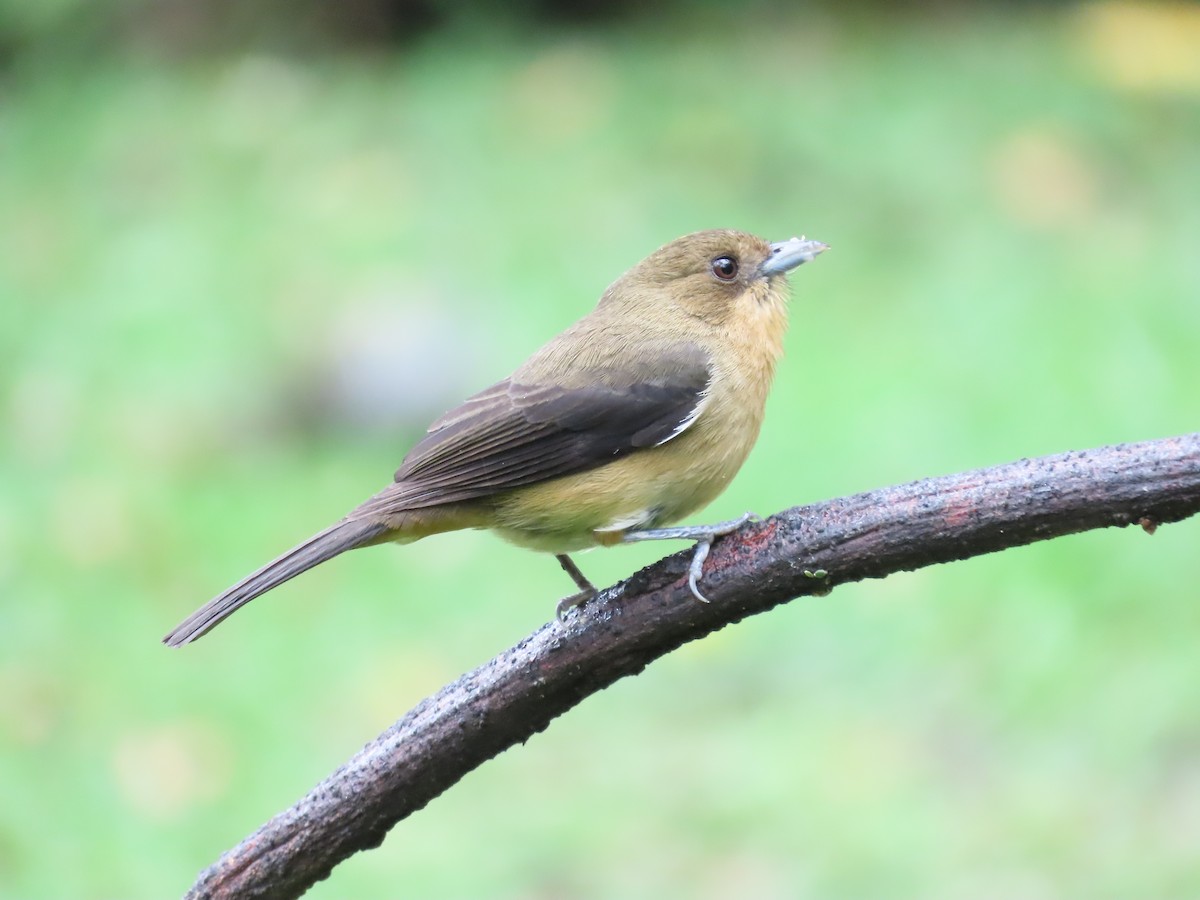 Black-goggled Tanager - ML629733741