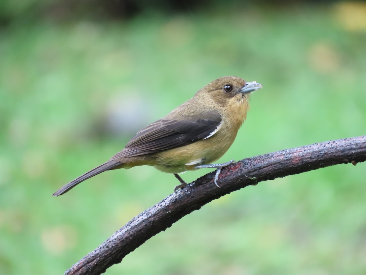 Black-goggled Tanager - ML629733743