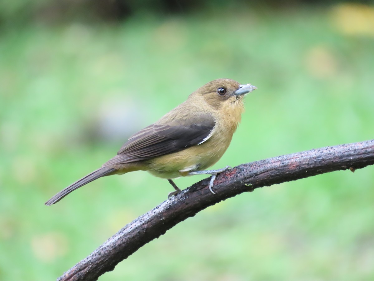 Black-goggled Tanager - ML629733744