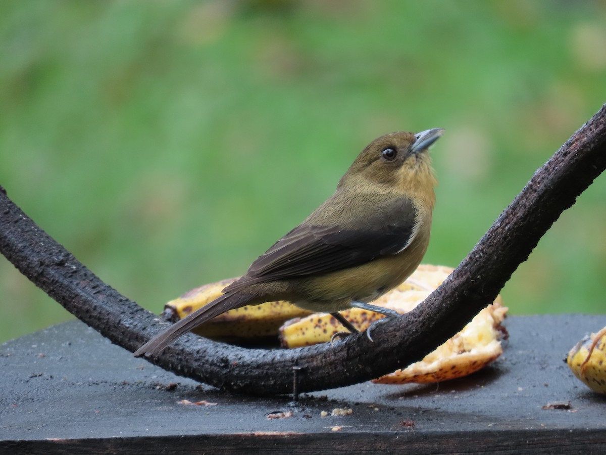 Black-goggled Tanager - ML629733745