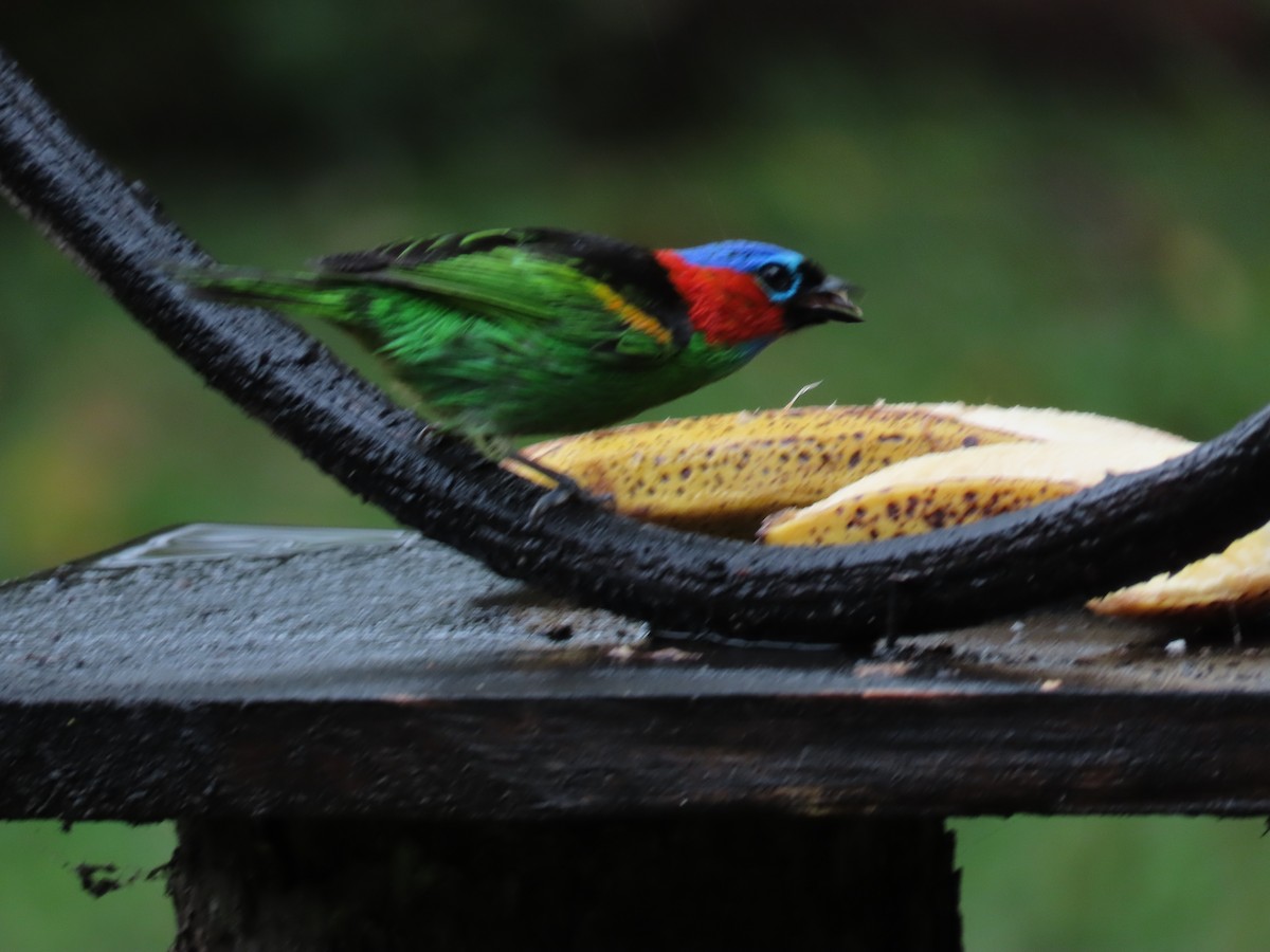 Red-necked Tanager - ML629733954