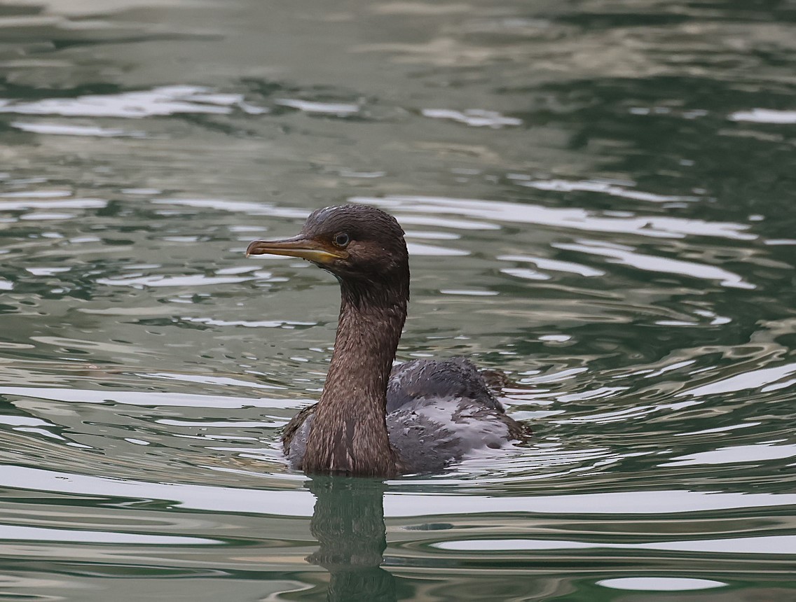 Pitt Island Shag - ML629734249