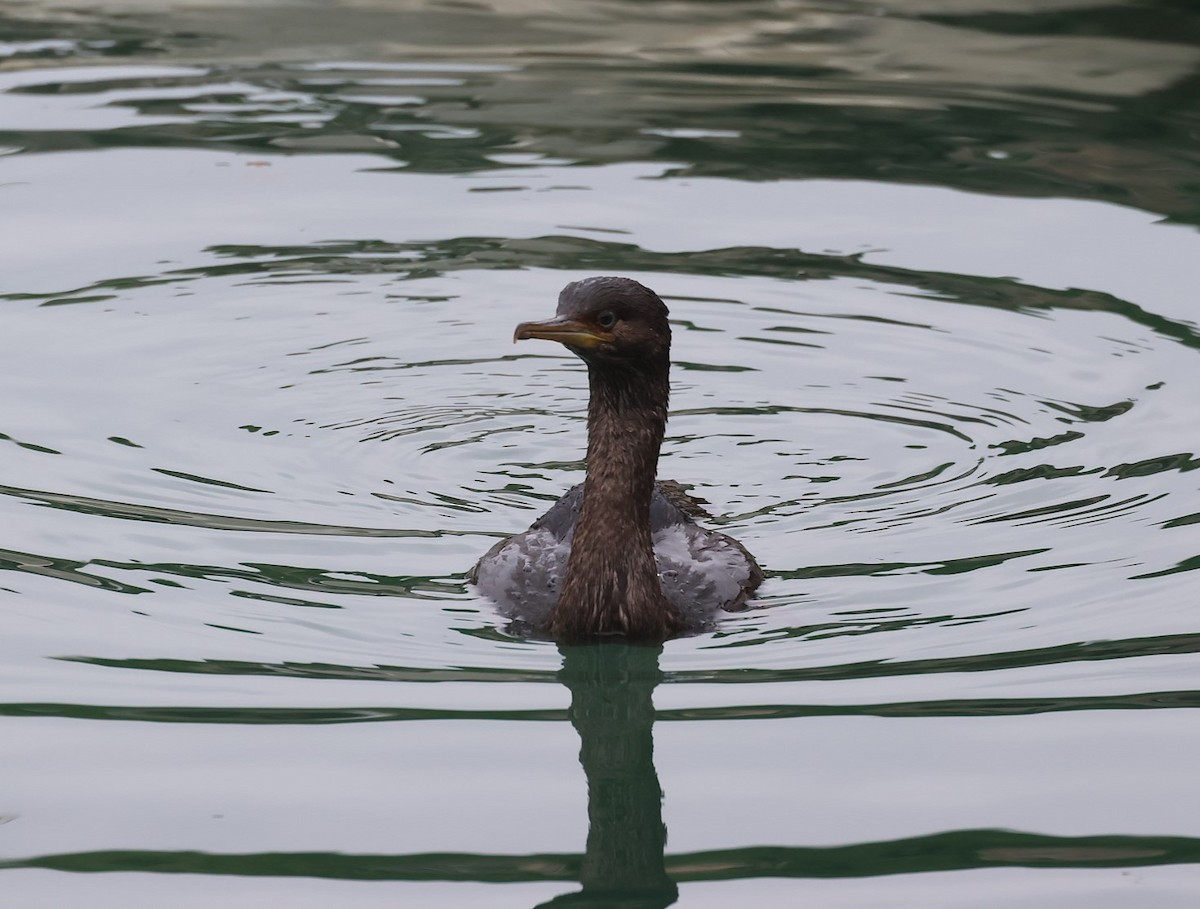 Pitt Island Shag - ML629734250