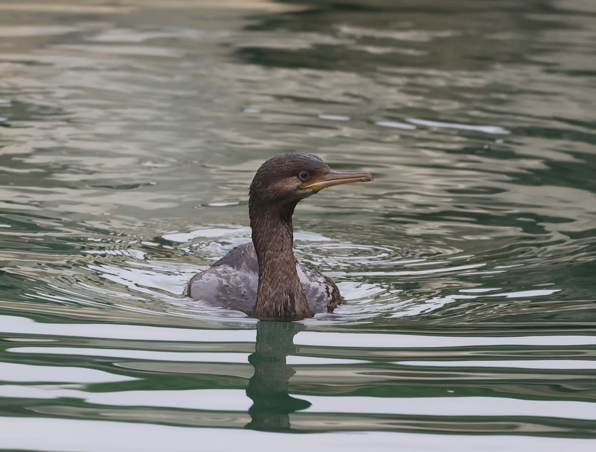 Pitt Island Shag - ML629734251