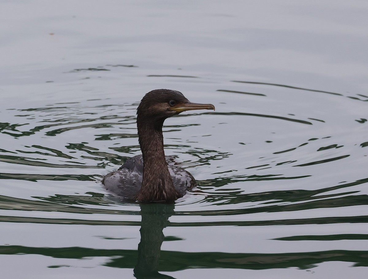 Pitt Island Shag - ML629734252