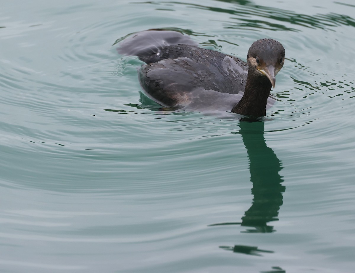 Pitt Island Shag - ML629734254