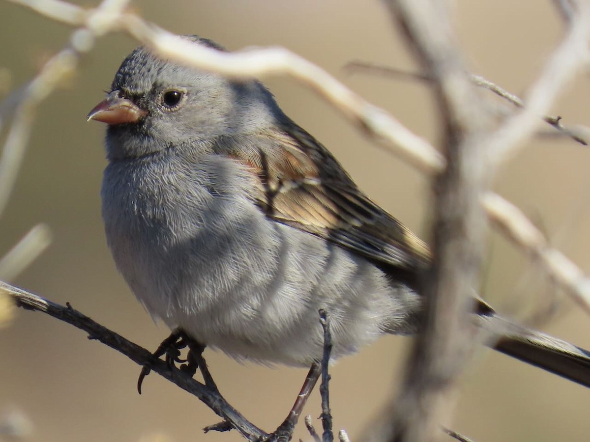 アゴグロヒメドリ - ML629734402