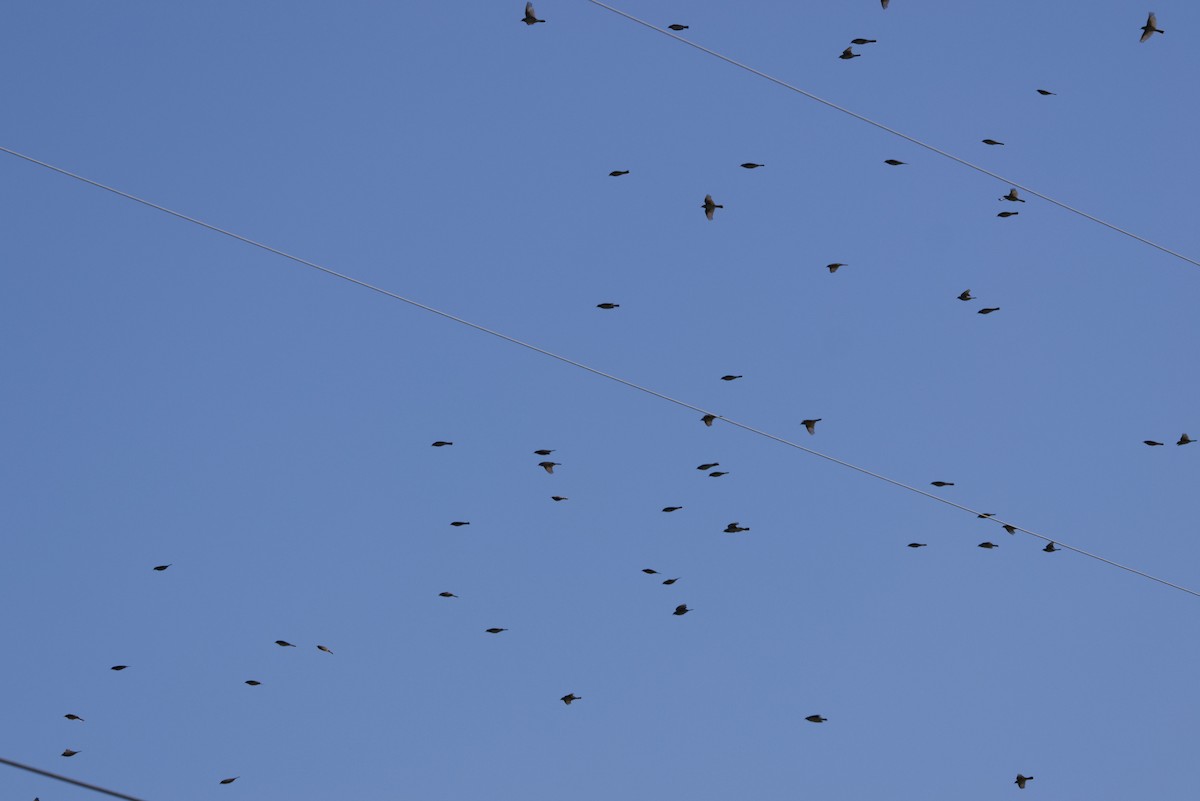 American Pipit - ML629734511