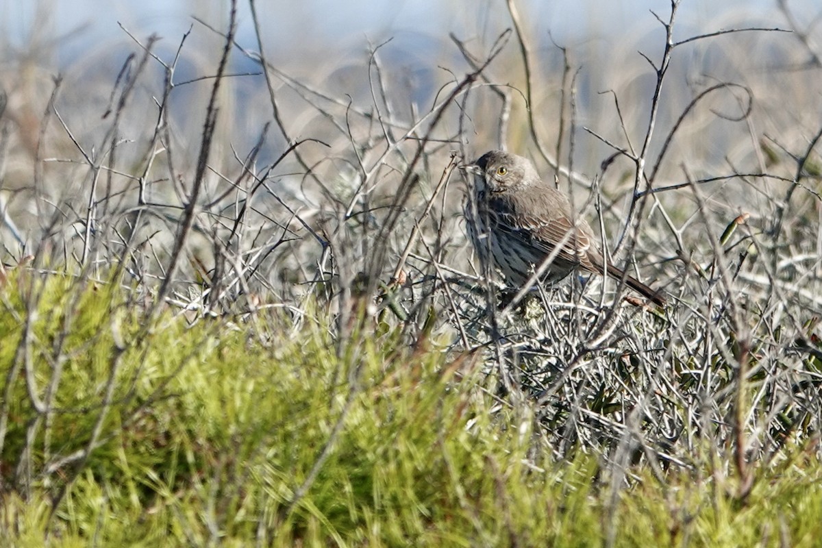 Sage Thrasher - ML629734721