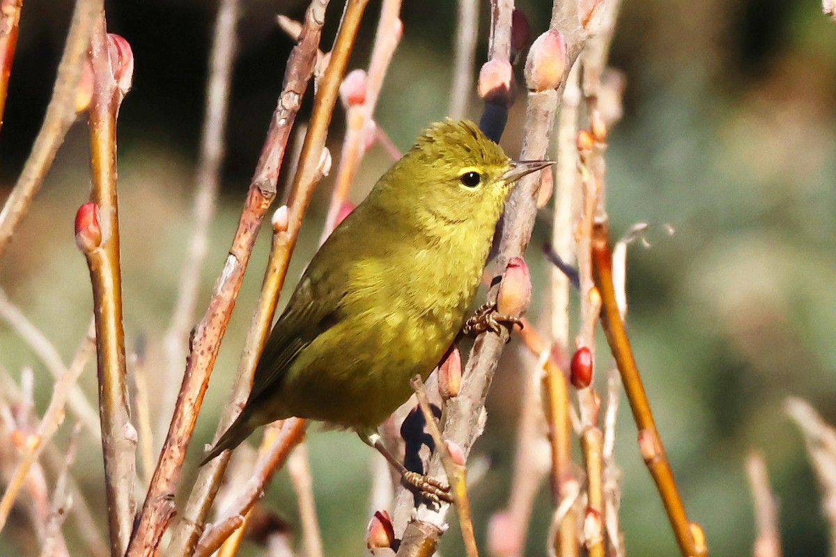 Orange-crowned Warbler - ML629734853