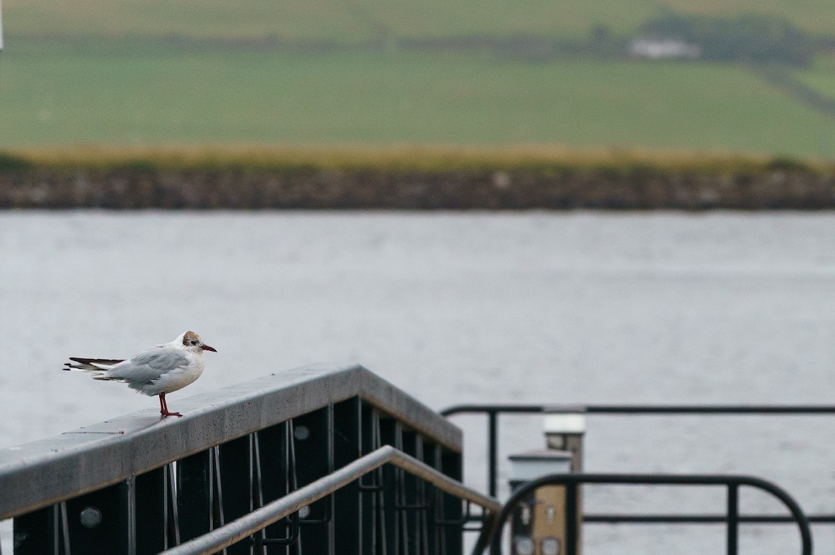 Black-headed Gull - ML629734890