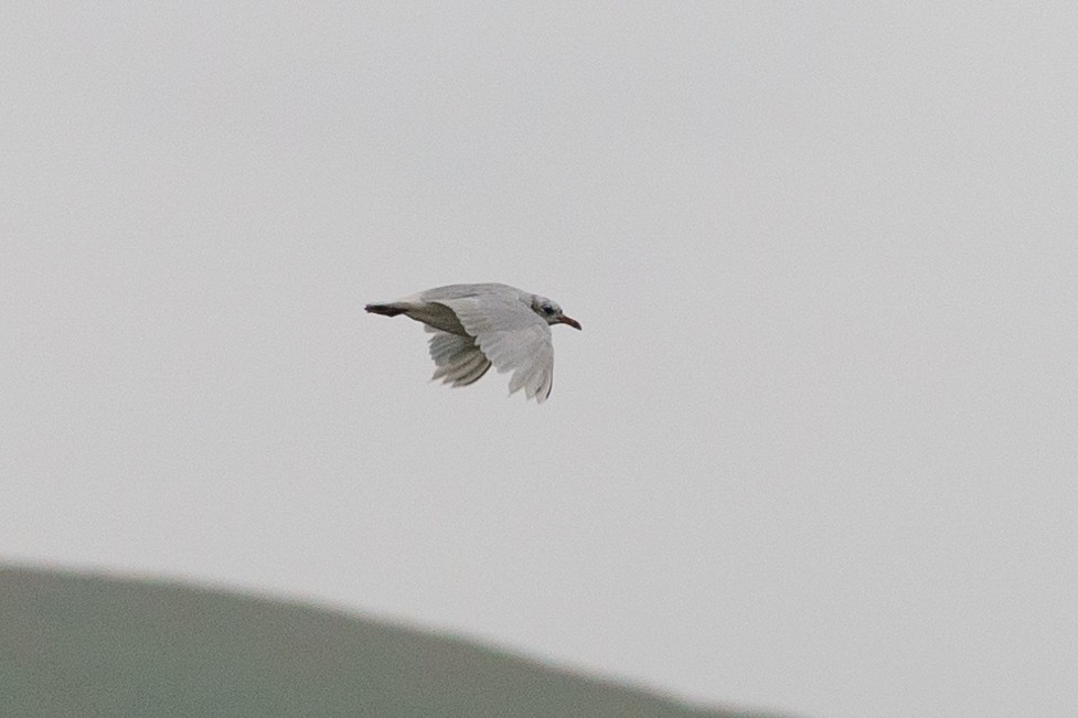 Mediterranean Gull - ML629734893
