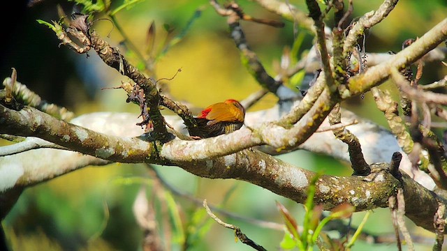 Red-rumped Woodpecker - ML629735164